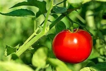 Hesheng'in Kalıplanmış Hamuru: Tohumların Ekim Sırasında Birlikte Paketlenmes...